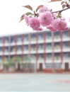 校园樱花